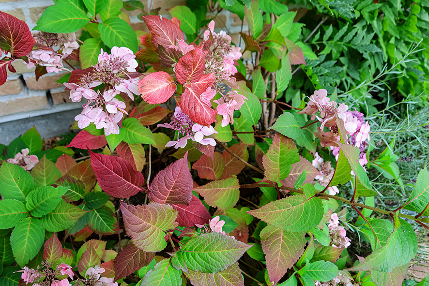 1234 Blomsterängen (13) LR