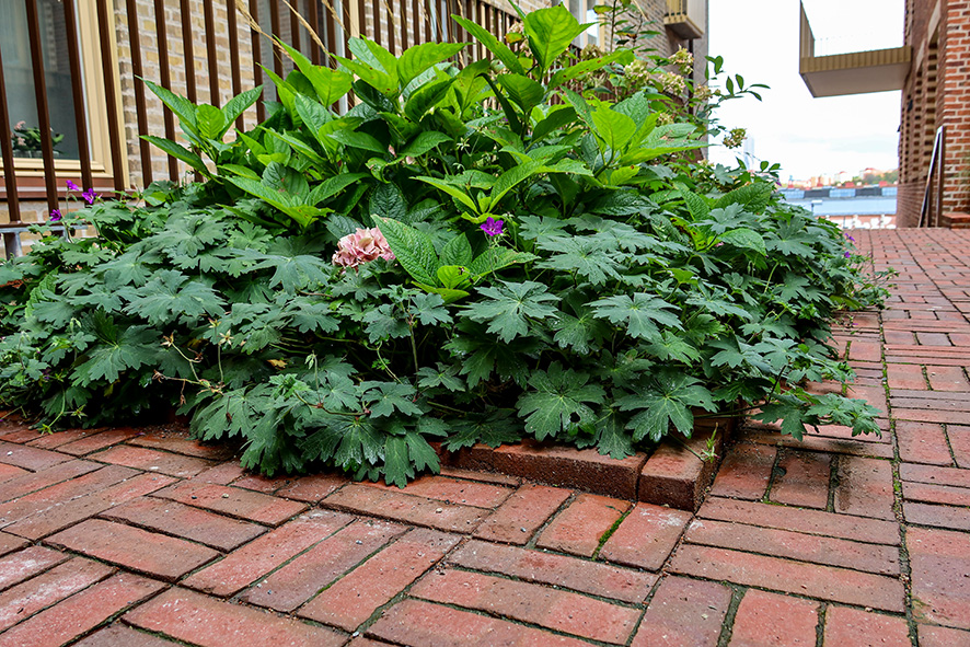 1008 Spanjoletten Göteborg Murcia (34) LR