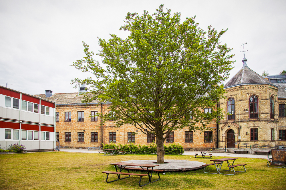 Hekla Pimpstensskelett Katedralskolan Lund Bara Mineraler 6202