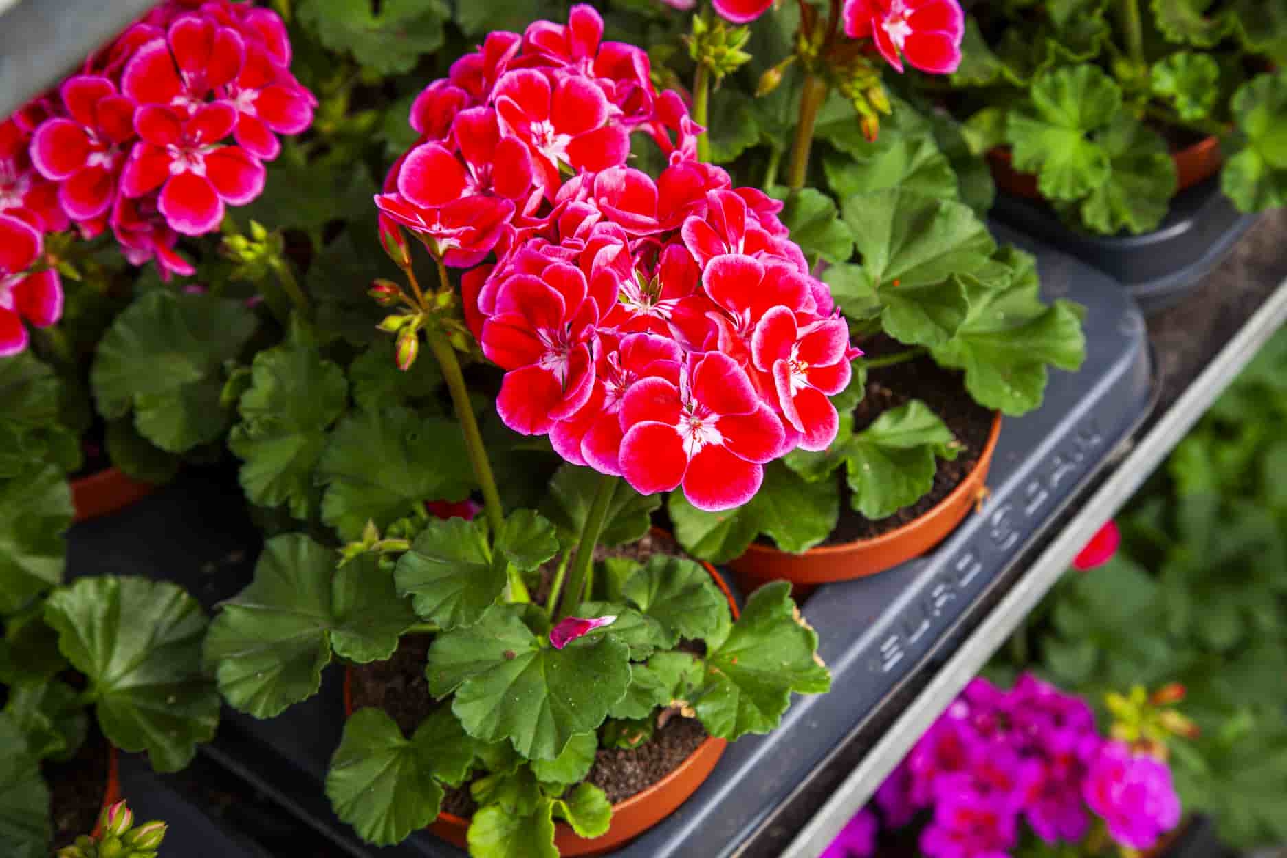 Röda pelargoner i krukor.