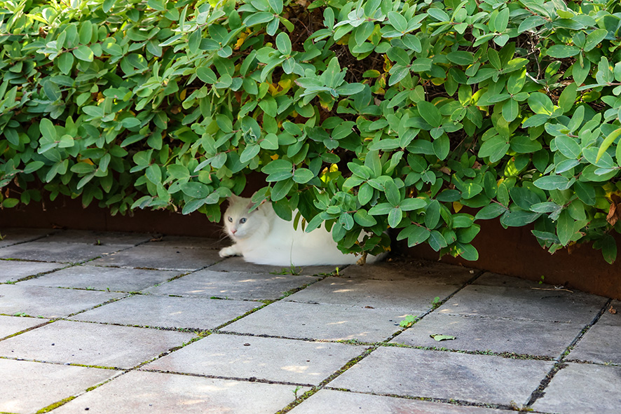 3531 Tensta Innergårdar (33) LR