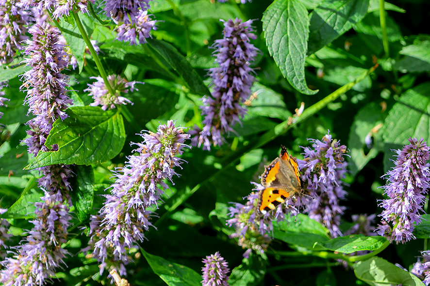 1234 Blomsterängen (24) LR