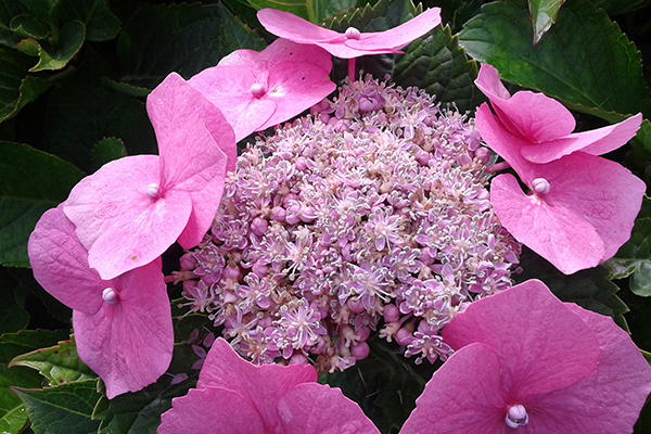 Blomma 600X400